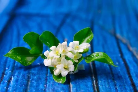 Flowers composition &amp; frame made of various white flowers on blue background. Stock Photos