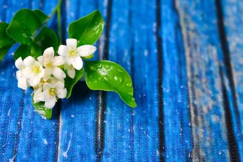 Flowers composition &amp; frame made of various white flowers on blue background. Foto stock
