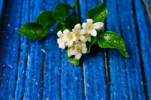 Flowers composition &amp; frame made of various white flowers on blue background. Stock Photos