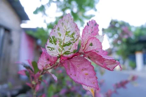 Flowers composition. Frame made of various red flowers on white background. Stock Photos