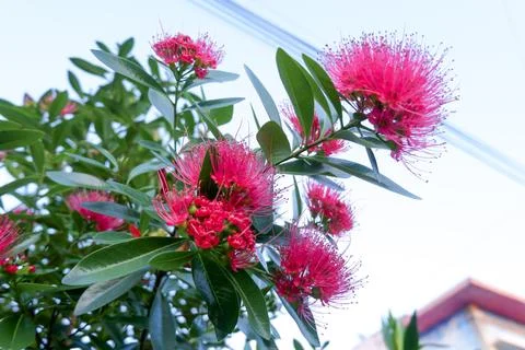 Flowers composition. Frame made of various red flowers on white background. Stock Photos