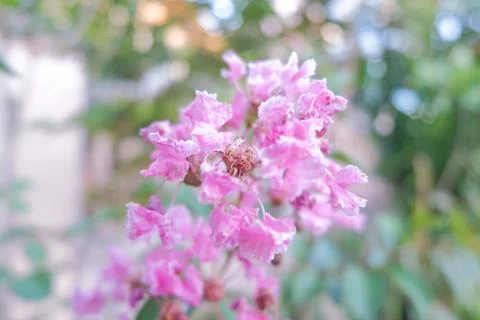 Flowers composition. Frame made of various red flowers on white background. Stock Photos