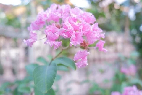 Flowers composition. Frame made of various red flowers on white background. Stock Photos