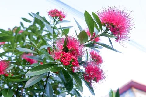 Flowers composition. Frame made of various red flowers on white background. Stock Photos
