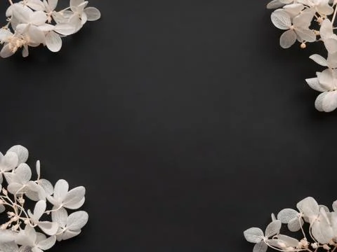 Flowers composition. Frame made of white flowers hydrangea on black backgroun Foto stock