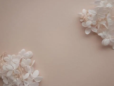 Flowers composition. Frame made of white flowers hydrangea on beige backgroun Stock Photos
