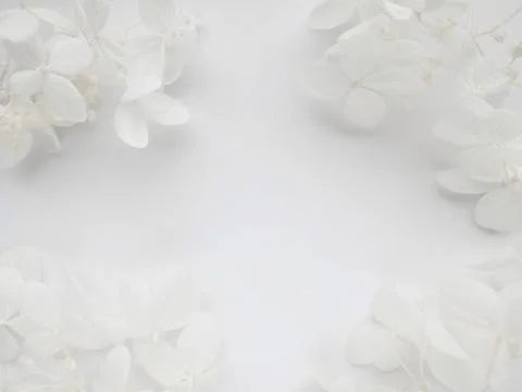 Flowers composition with frame made of white flowers hydrangea on white backg Stock Photos
