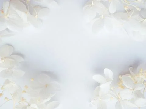 Flowers composition. Frame made of white flowers hydrangea on white backgroun Stock Photos