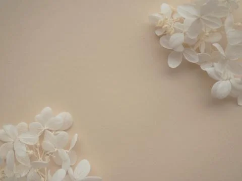 Flowers composition. Frame made of white flowers hydrangea on beige backgroun 스톡 사진