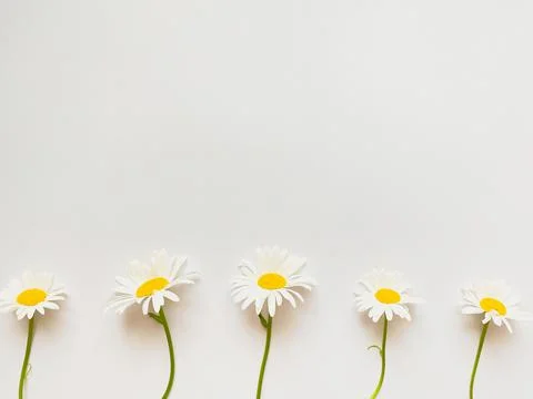 Flowers composition. Frame made of white chamomile flowers on white background. Stock Photos