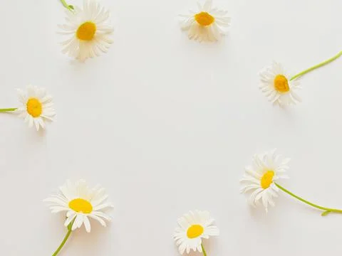 Flowers composition. Frame made of white chamomile flowers on white background. Stock Photos