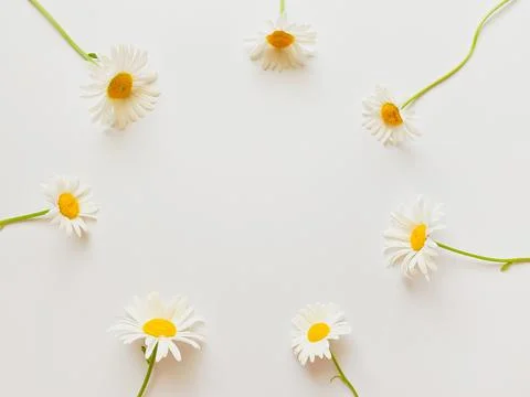 Flowers composition. Frame made of white chamomile flowers on white background. Stock Photos