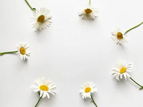Flowers composition. Frame made of white chamomile flowers on white background. Stock Photos