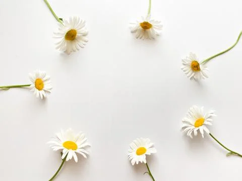Flowers composition. Frame made of white chamomile flowers on white background. Stock Photos