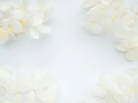 Flowers composition. Frame made of white flowers hydrangea on white background Stock Photos