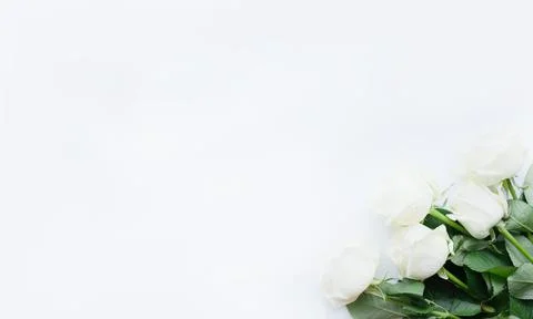 Flowers composition. Frame made of white rose flowers on white background Stock Photos