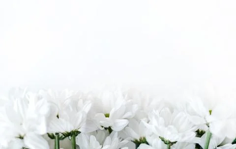 Flowers composition. Frame made of white flowers chrysanthemums on white Stock Photos