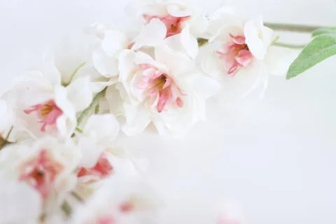 Flowers composition frame made of white tender flowers on white background .. Stock Photos