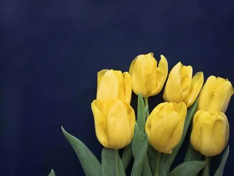 Flowers composition. Frame made of  yellow tulips on blue background. Valenti Stock Photos