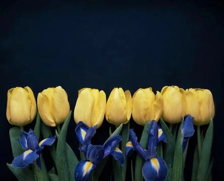 Flowers composition. Frame made of  yellow tulips and irises on blue backgrou Stock Photos