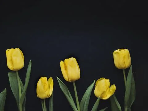 Flowers composition. Frame made of  yellow tulips on blue background. Valenti Stock Photos