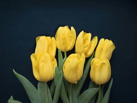 Flowers composition. Frame made of  yellow tulips on blue background. Valenti Stock Photos