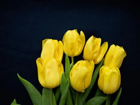 Flowers composition. Frame made of  yellow tulips on blue background. Valenti Stock Photos