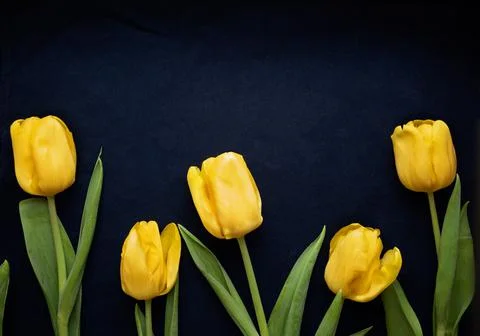 Flowers composition. Frame made of  yellow tulips on blue background. Valenti Stock Photos
