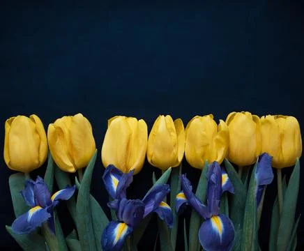 Flowers composition. Frame made of  yellow tulips and irises on blue backgrou Stock Photos
