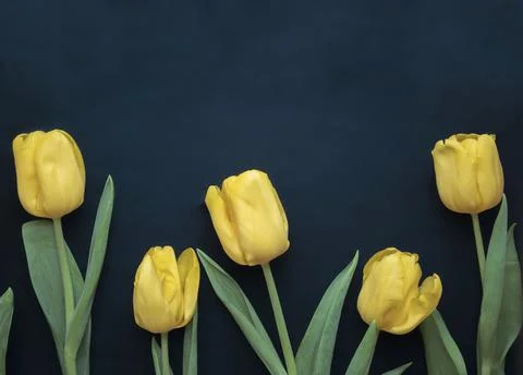 Flowers composition. Frame made of  yellow tulips on blue background. Valenti Stock Photos