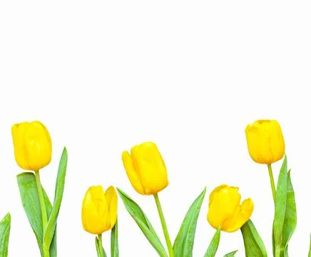 Flowers composition. Frame made of  yellow tulips on white background. Valent Stock Photos