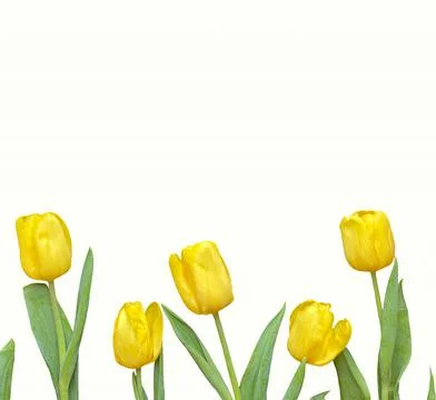 Flowers composition. Frame made of  yellow tulips on white background in squa Stock Photos