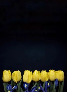 Flowers composition. Frame made of  yellow tulips and irises on blue backgrou Stock Photos
