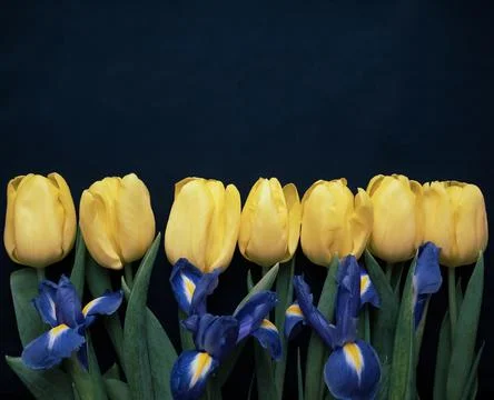 Flowers composition. Frame made of  yellow tulips and irises on blue backgrou Stock Photos