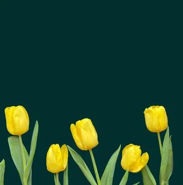 Flowers composition. Frame made of  yellow tulips on green background. Valent Stock Photos