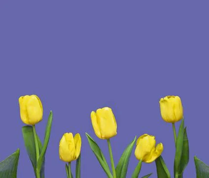 Flowers composition. Frame made of yellow tulips on background in color of the Stock Photos