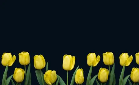 Flowers composition. Frame made of yellow tulips on blue background Stock Photos