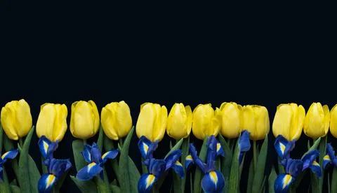 Flowers composition. Frame made of yellow tulips and irises on blue background. Stock Photos