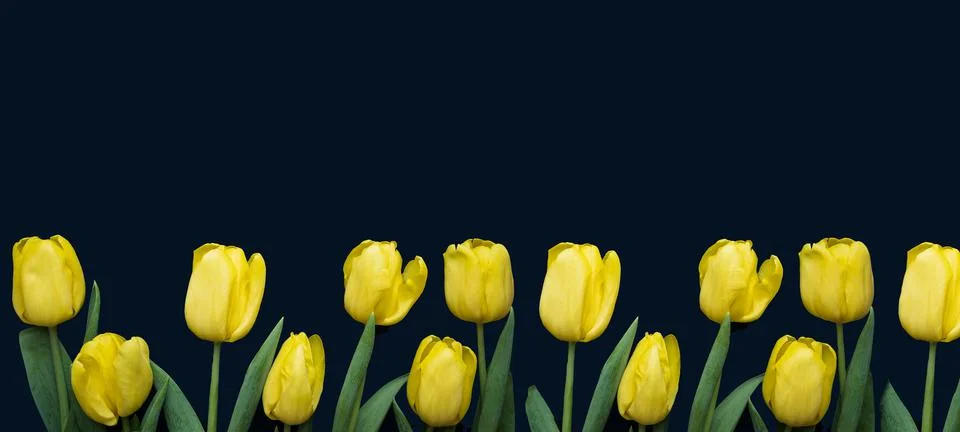 Flowers composition. Frame made of yellow tulips on blue background Stock Photos