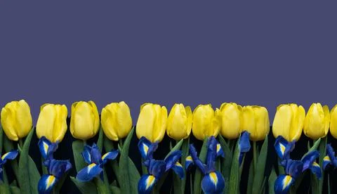 Flowers composition. Frame made of yellow tulips and irises on color of the year Stock Photos
