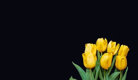 Flowers composition. Frame made of yellow tulips on blue background. Valentines Stock Photos