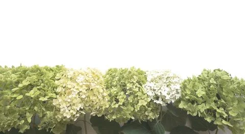Flowers composition from green hydrangea flowers on white background Stock Photos