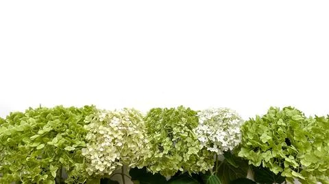 Flowers composition from green hydrangea flowers on white background. Spring Stock Photos