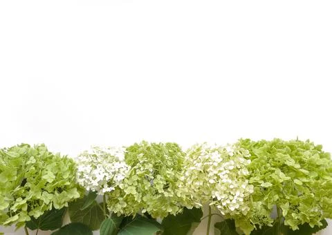 Flowers composition from green hydrangea flowers on white background. Spring Stock Photos