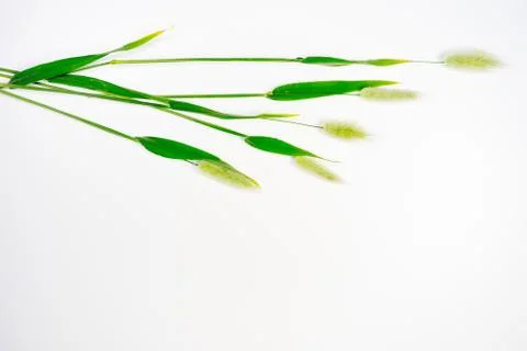 Flowers composition image Stock Photos