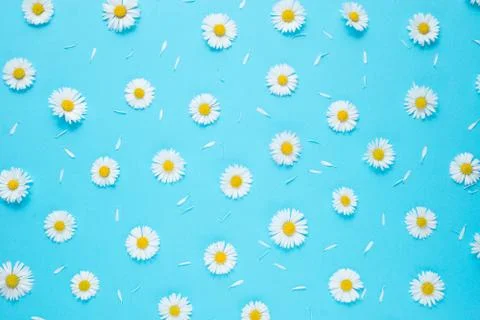 Flowers composition. Pattern made of chamomiles, petals on blue background Foto stock