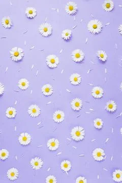 Flowers composition. Pattern made of chamomiles, petals on purple background 写真素材