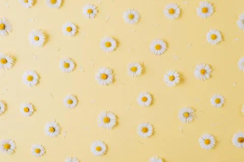Flowers composition. Pattern made of chamomiles, petals on yellow background Foto stock