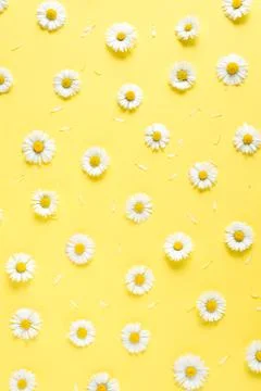 Flowers composition. Pattern made of chamomiles, petals on yellow background Foto stock