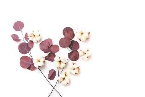 Flowers composition Pattern made of cotton flowers and eucalyptus branches on 写真素材
